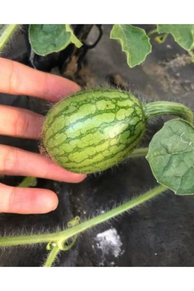 Muka Botanik Baby Karpuz Tohumu Ekim Seti - Resim 5