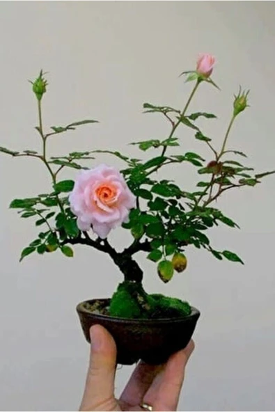 Muka Botanik Pembe Gül Bonzai Ağacı Tohumu Ekim Seti - Resim 2