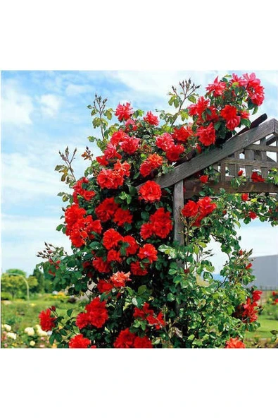 Muka Botanik 5 Adet Yediveren Sarmaşık Gül Tohumu ürün görseli