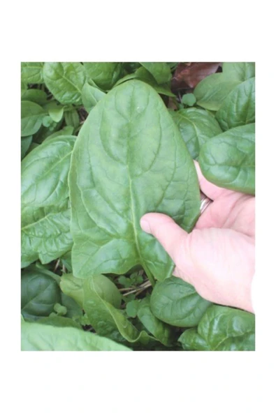 Muka Botanik Kışlık Ispanak 300+ Tohum. ürün görseli