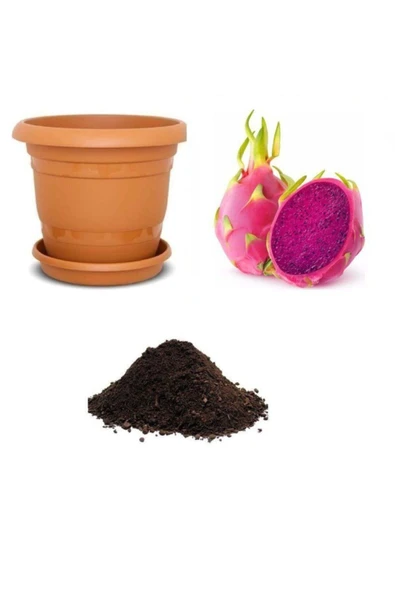 Muka Botanik Tropikal Kırmızı Ejder Meyvesi Tohumu Ekim Seti ürün görseli