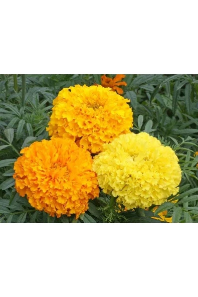 Muka Botanik 10 Adet Heirloom African Crackerjack Marigold Tohumu ürün görseli