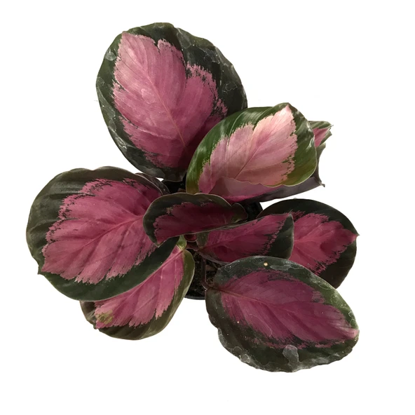 Calathea Picturata 'Crimson' (Dua Çiçeği) - Resim 2