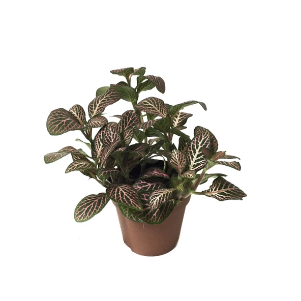 Fittonia - Pembe Yeşil (Fitonya Çiçeği) ürün görseli