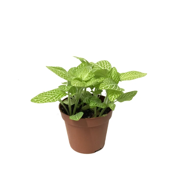 Fittonia - Yeşil Beyaz (Fitonya Çiçeği) ürün görseli