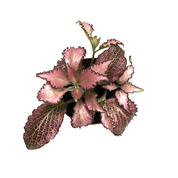 Fittonia - Pembe (Fitonya Çiçeği) - Resim 2