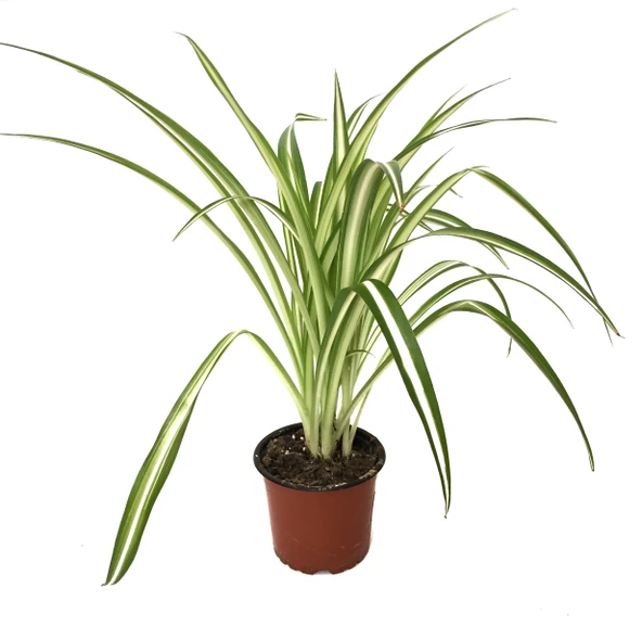 Chlorophytum Comosum (Kurdele Çiçeği) ürün görseli