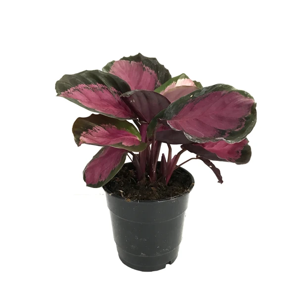 Calathea Picturata 'Crimson' (Dua Çiçeği) ürün görseli
