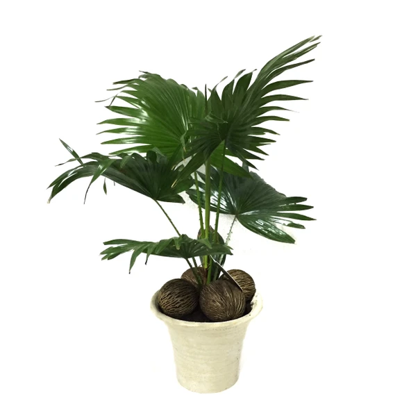 Livistona Rotundifolia (Livistona Palmiyesi) ürün görseli