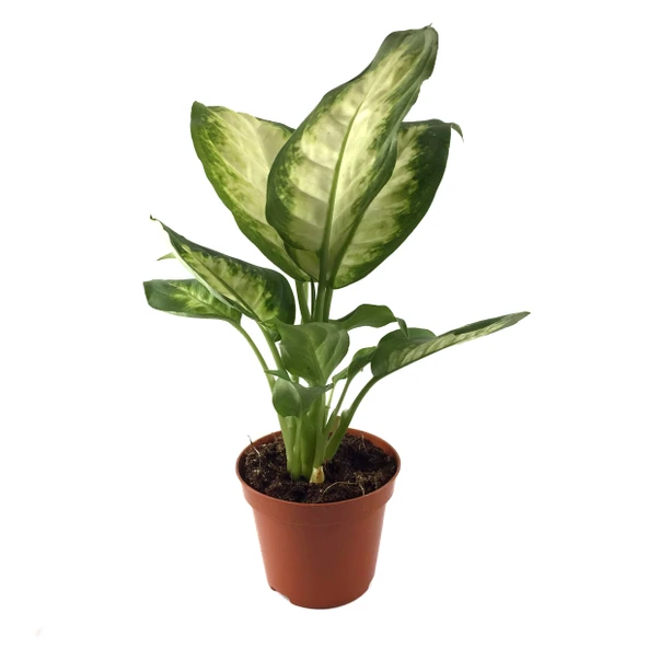 Dieffenbachia Camille (Difenbahya Çiçeği) ürün görseli