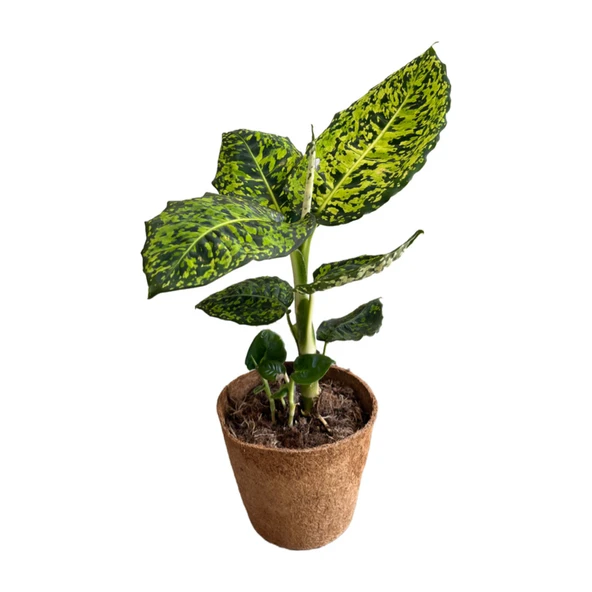 Dieffenbachia Reflector (Difenbahya) ürün görseli