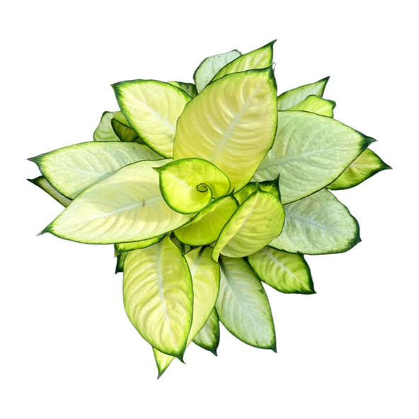 Dieffenbachia 'Summer Style' (Difenbahya Çiçeği) - Resim 2