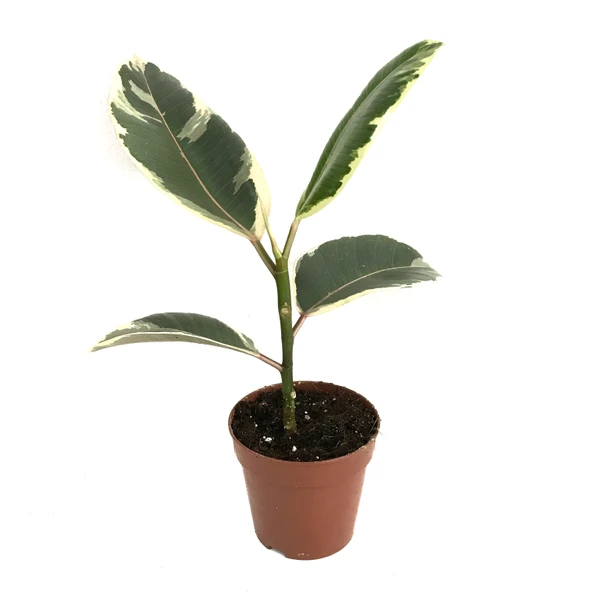 Ficus Elastica 'Tineke' (Kauçuk Çiçeği) ürün görseli