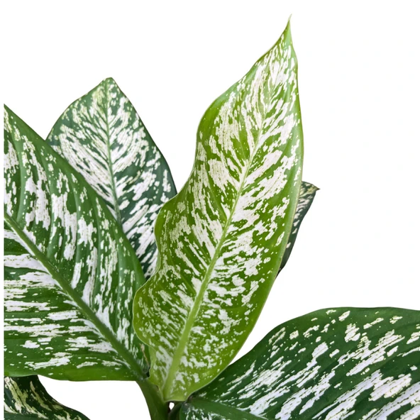 Dieffenbachia 'White Etna' (Difenbahya Çiçeği) - Resim 2