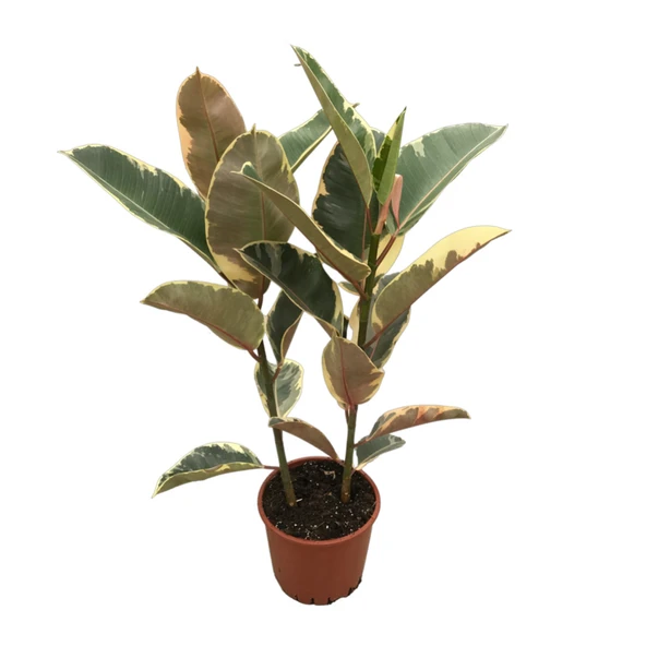 Ficus Elastica 'Tineke' (Kauçuk Çiçeği) ürün görseli