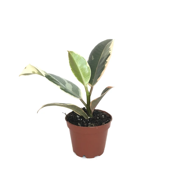 Ficus Elastica 'Tineke' (Kauçuk Çiçeği) ürün görseli