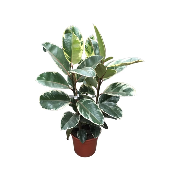 Ficus Elastica 'Tineke' (Kauçuk Çiçeği) ürün görseli