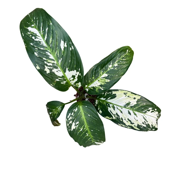 Dieffenbachia 'Yellow Star' (Difenbahya Çiçeği) - Resim 2