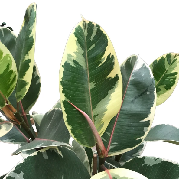 Ficus Elastica 'Tineke' (Kauçuk Çiçeği) - Resim 2