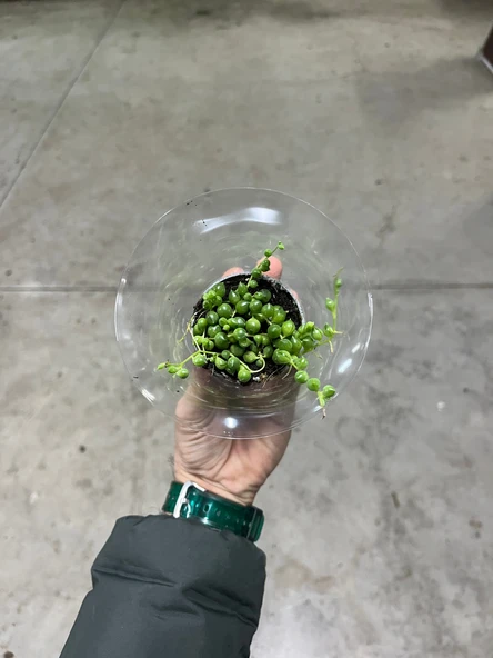 Senecio Herreianus (Tesbih Çiçeği) ürün görseli