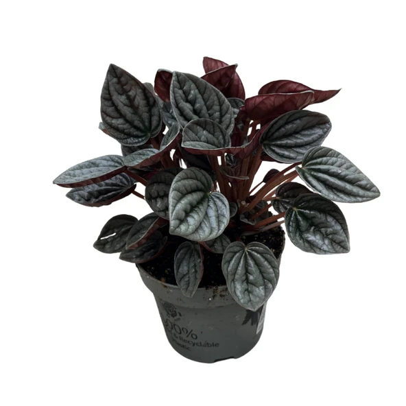 Peperomia Caperata 'Caracas' (Zümrüt Dalgası Çiçeği) ürün görseli