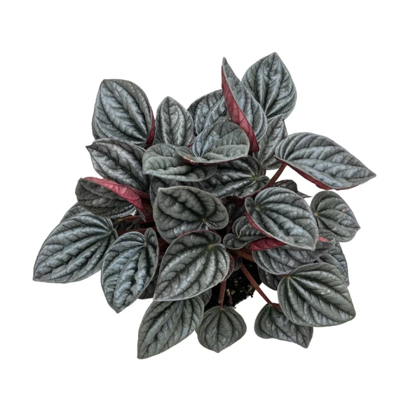 Peperomia Caperata 'Caracas' (Zümrüt Dalgası Çiçeği) - Resim 2