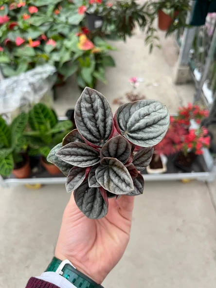 Peperomia Caperata 'Caracas' (Zümrüt Dalgası Çiçeği) - Resim 4