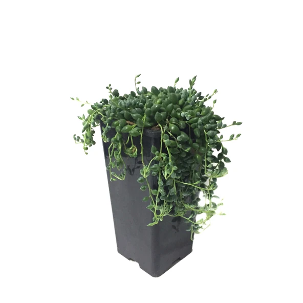 Senecio Rowleyanus (Tesbih Çiçeği) ürün görseli