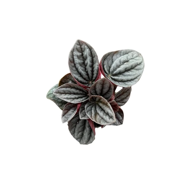 Peperomia Caperata 'Caracas' (Zümrüt Dalgası Çiçeği) - Resim 2