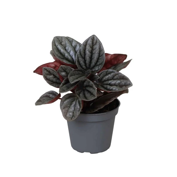 Peperomia Caperata 'Caracas' (Zümrüt Dalgası Çiçeği) ürün görseli