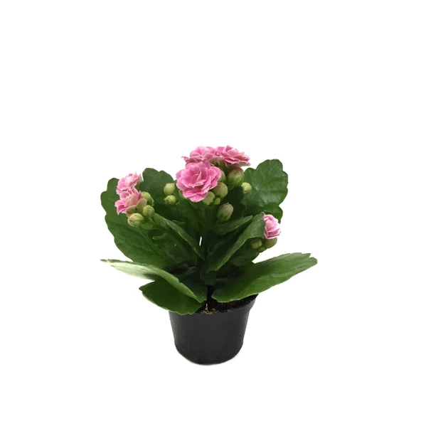 Kalanchoe Calandiva 'Pink' (Kalanşo Çiçeği) ürün görseli