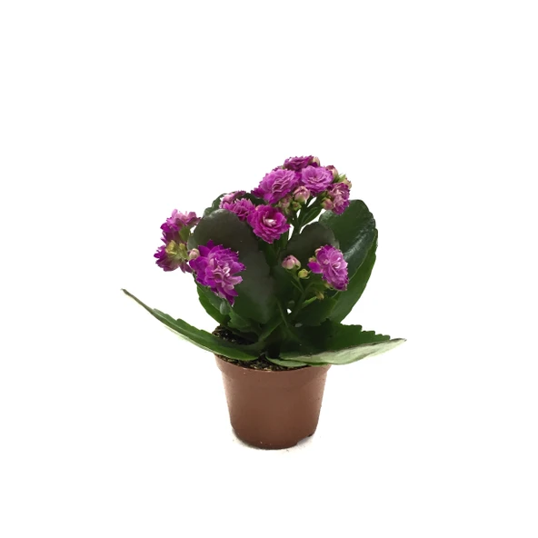 Kalanchoe Calandiva 'Purple' (Kalanşo Çiçeği) ürün görseli