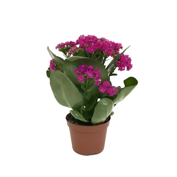 Kalanchoe Calandiva 'Purple' (Kalanşo Çiçeği) ürün görseli