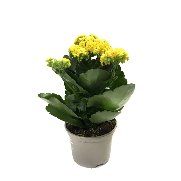 Kalanchoe Calandiva 'Yellow' (Kalanşo Çiçeği) ürün görseli