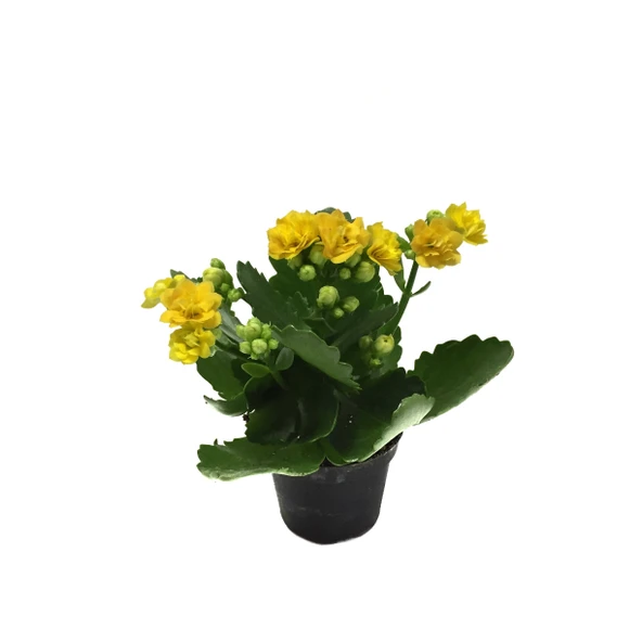 Kalanchoe Calandiva 'Yellow' (Kalanşo Çiçeği) ürün görseli