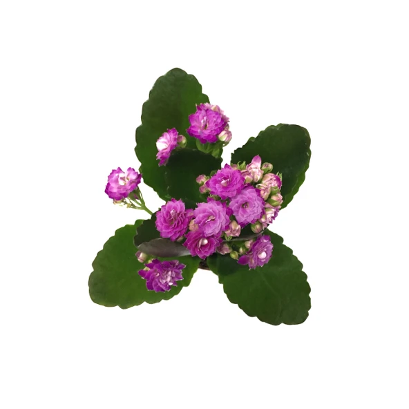 Kalanchoe Calandiva 'Purple' (Kalanşo Çiçeği) - Resim 2