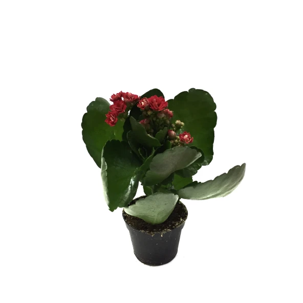 Kalanchoe Calandiva 'Red' (Kalanşo Çiçeği) ürün görseli