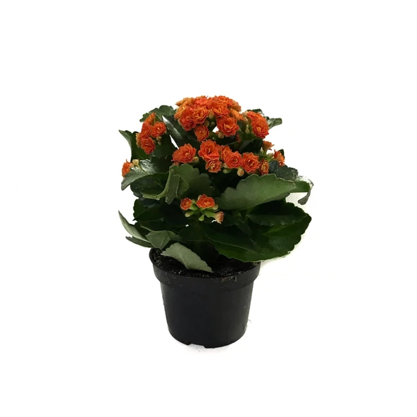 Kalanchoe Calandiva 'Orange' (Kalanşo Çiçeği) ürün görseli
