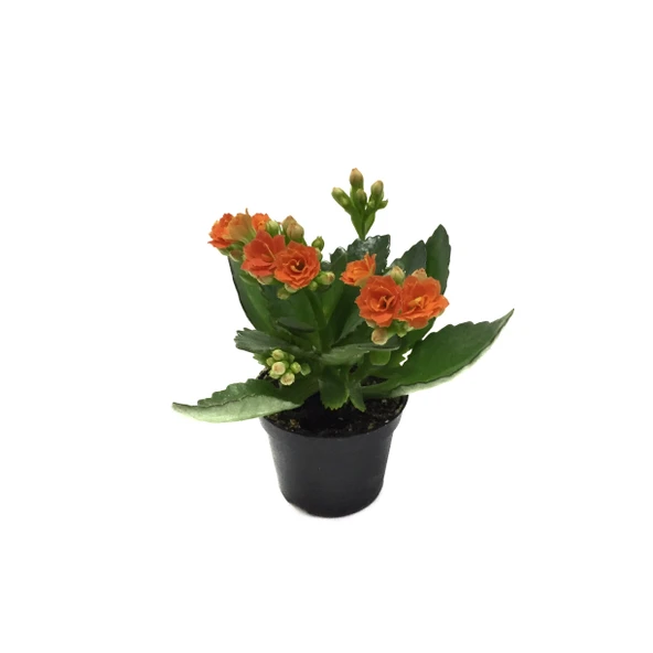 Kalanchoe Calandiva 'Orange' (Kalanşo Çiçeği) ürün görseli