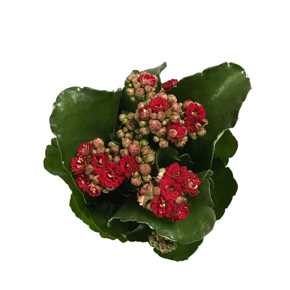 Kalanchoe Calandiva 'Red' (Kalanşo Çiçeği) - Resim 2