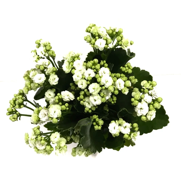 Kalanchoe Calandiva 'White' (Kalanşo Çiçeği) - Resim 2