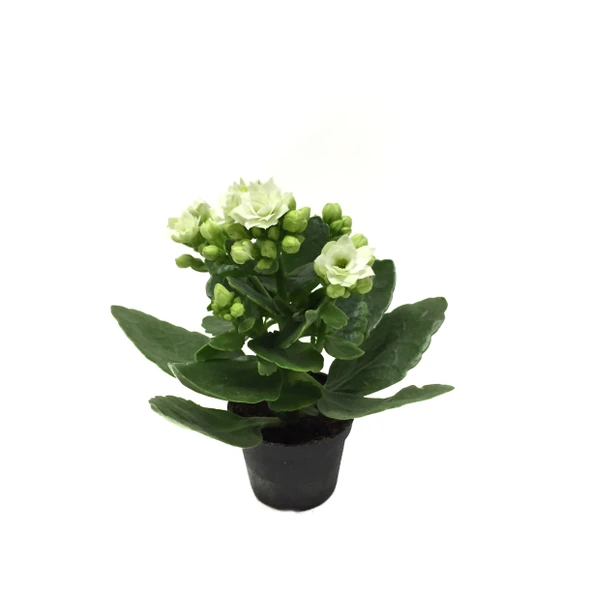 Kalanchoe Calandiva 'White' (Kalanşo Çiçeği) ürün görseli