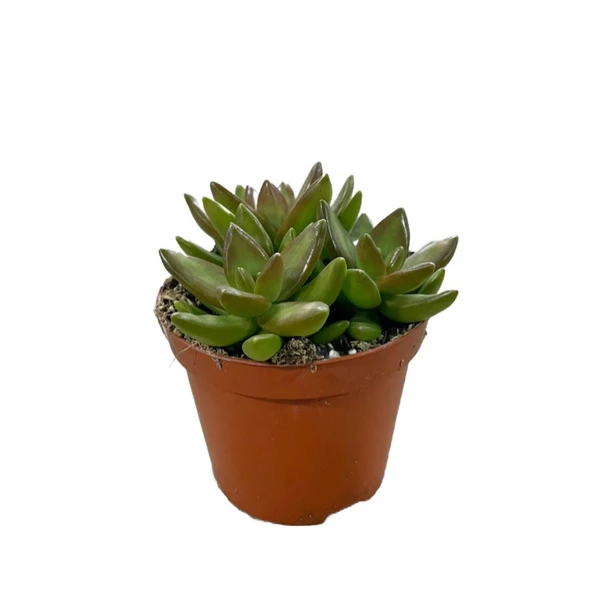 Sedum Adolphi (Sukulent) ürün görseli