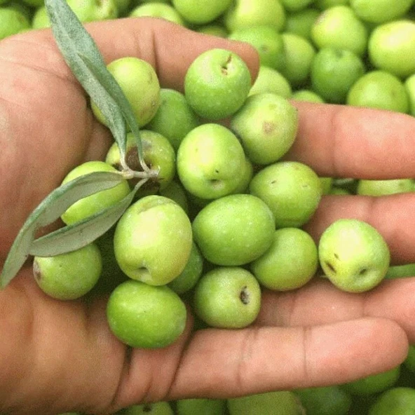 Yüksek Aromalı Susuzluğa Dayanıklı Sofralık Yağlık Hatay Halhalı Zeytin Fidanı (10-20 CM) ürün görseli