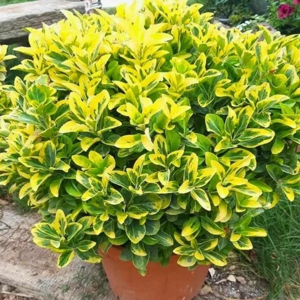 Tüplü Soğuklara Dayanıklı Herdem Yeşil Gold Taflan Fidanı ürün görseli