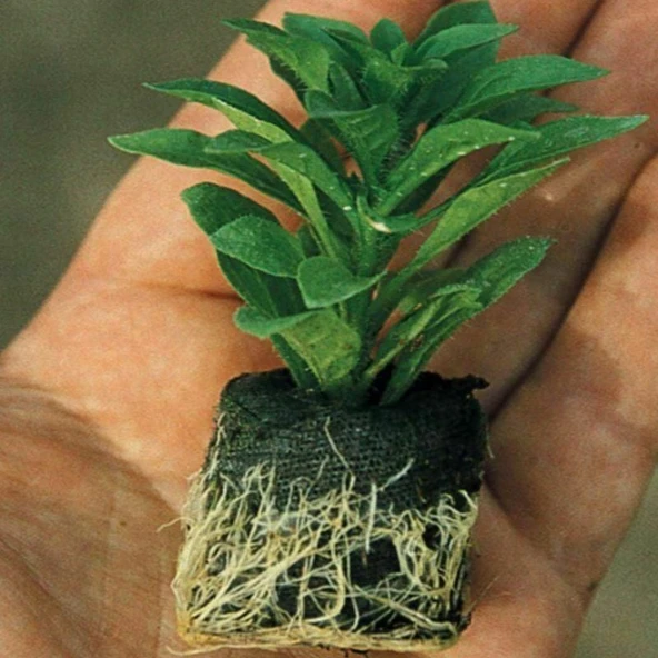 İri Çiçekli Sarkıcı Sarkan Fortado White Petunya Çiçeği Fidesi (1 Adet Fide) - Resim 2