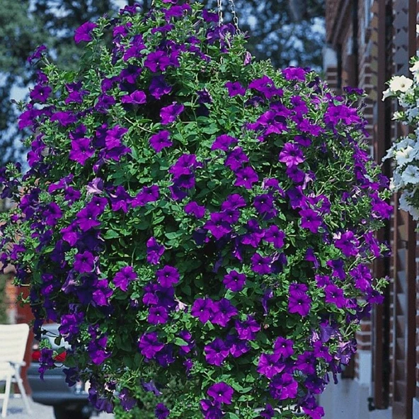 İri Çiçekli Sarkıcı Sarkan Surfinia Blue Petunya Çiçeği Fidesi (1 Adet Fide) ürün görseli 1