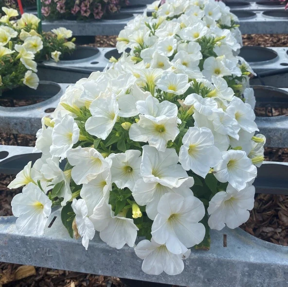 İri Çiçekli Sarkıcı Sarkan Fortado White Petunya Çiçeği Fidesi (1 Adet Fide) ürün görseli 1