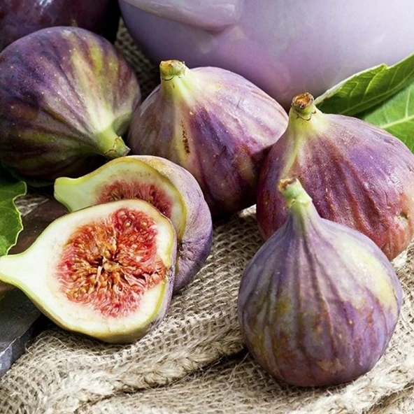 Tüplü Yediveren Bolveren Yappinti Karim Agha İnciri Fidanı ürün görseli