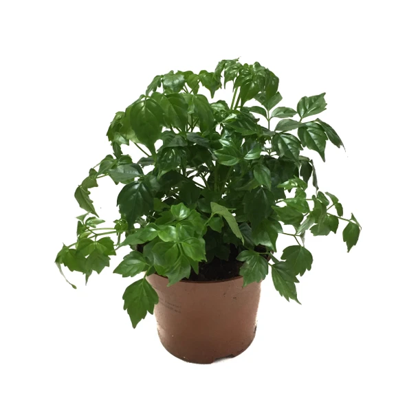 Radermachera Sinica (Çin Bebeği Bitkisi) ürün görseli